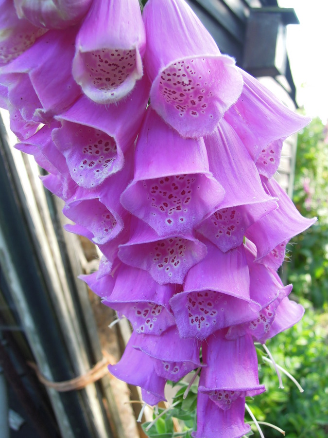 Digitalis sp.